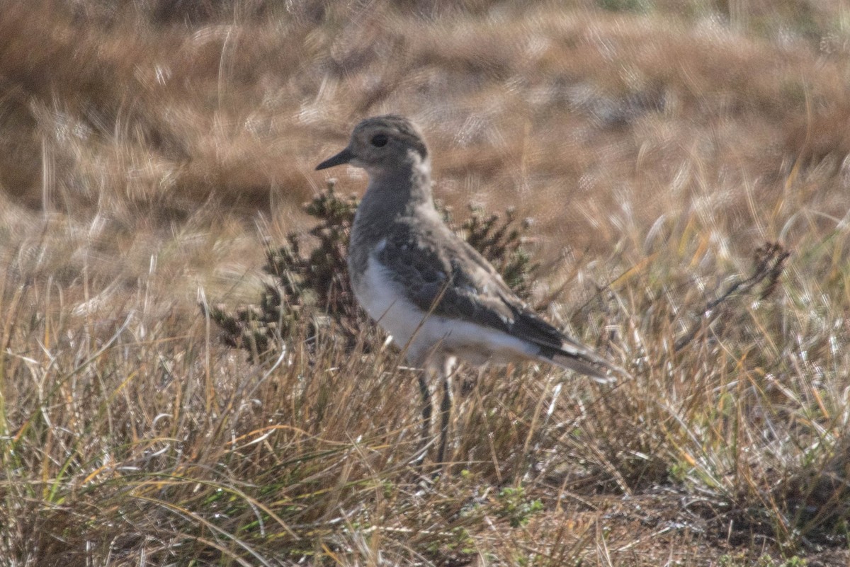 Rufous-chested Dotterel - ML209883011