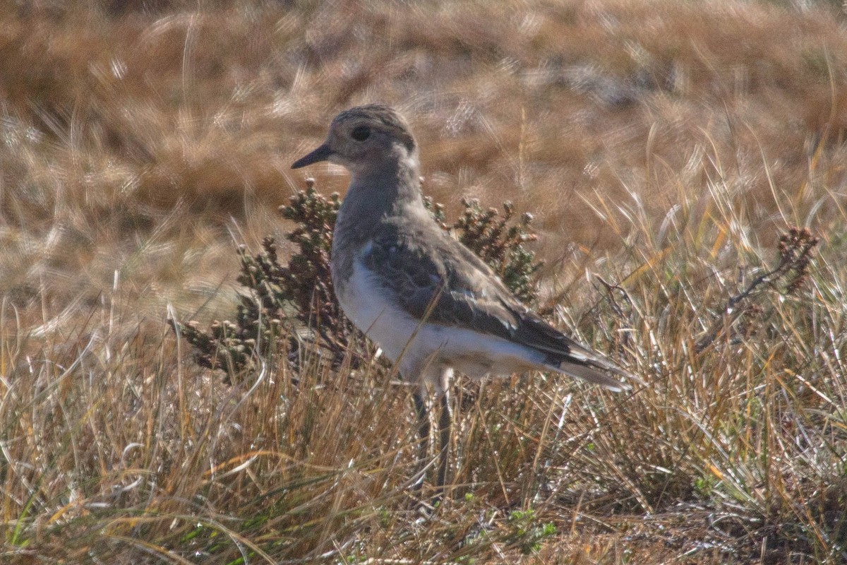 Rufous-chested Dotterel - ML209883021