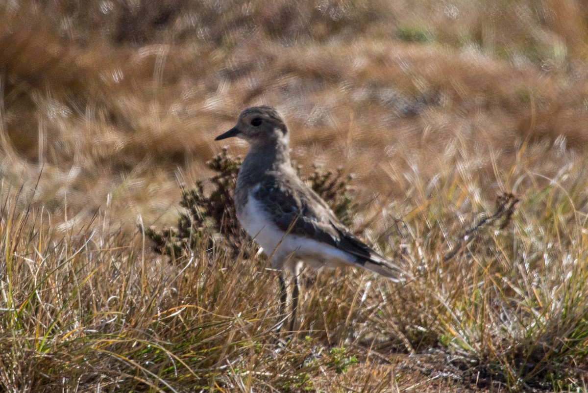 Rufous-chested Dotterel - ML209883031