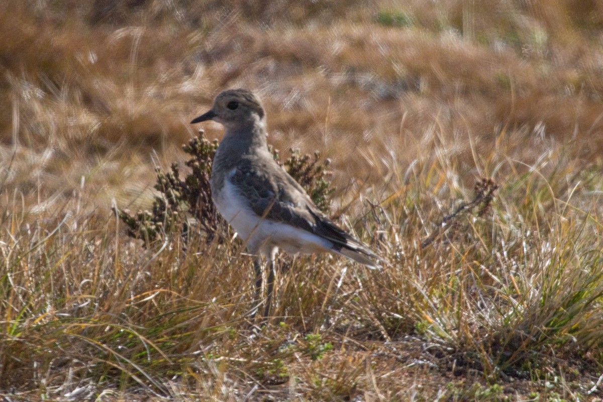 Rufous-chested Dotterel - ML209883041