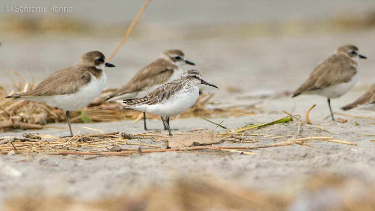 Broad-billed Sandpiper - ML209885061