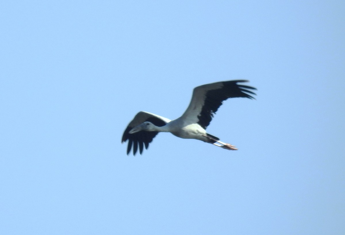 Asian Openbill - ML209885701