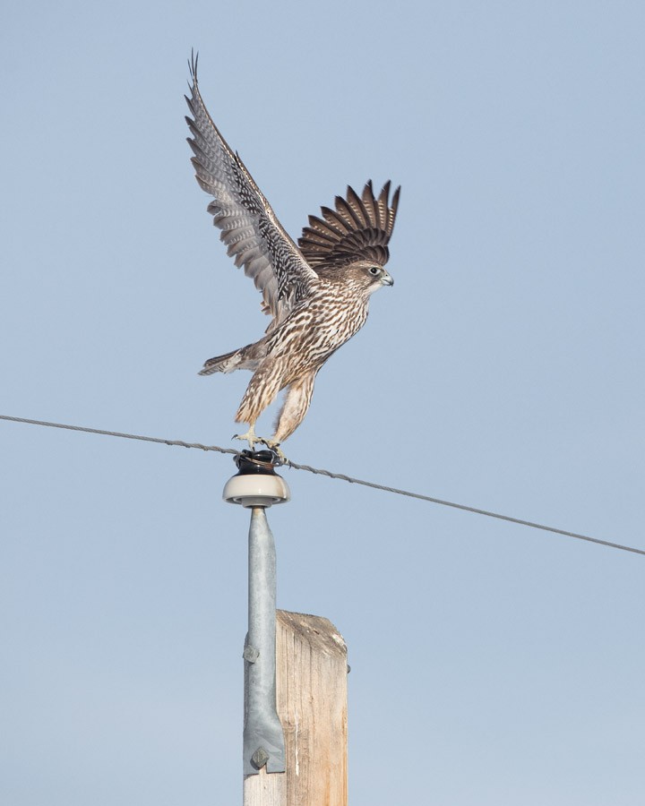 raroh lovecký - ML209887631