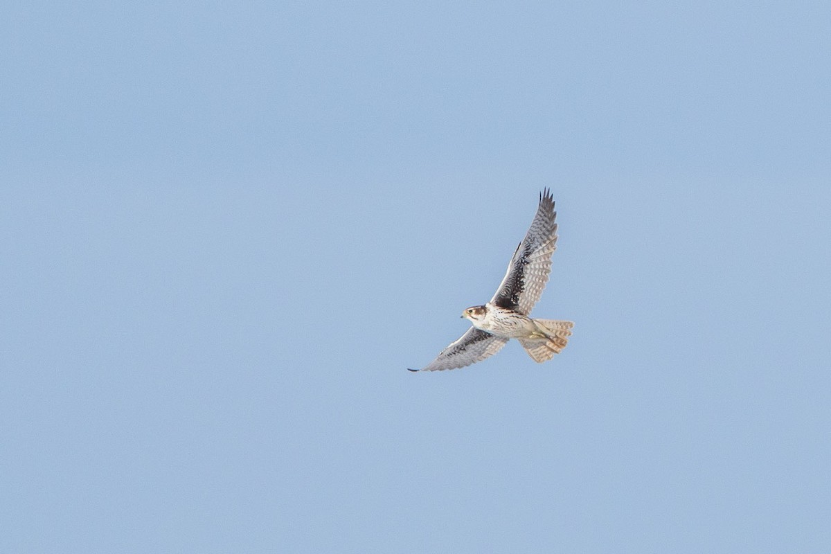 Prairie Falcon - Jon Groves