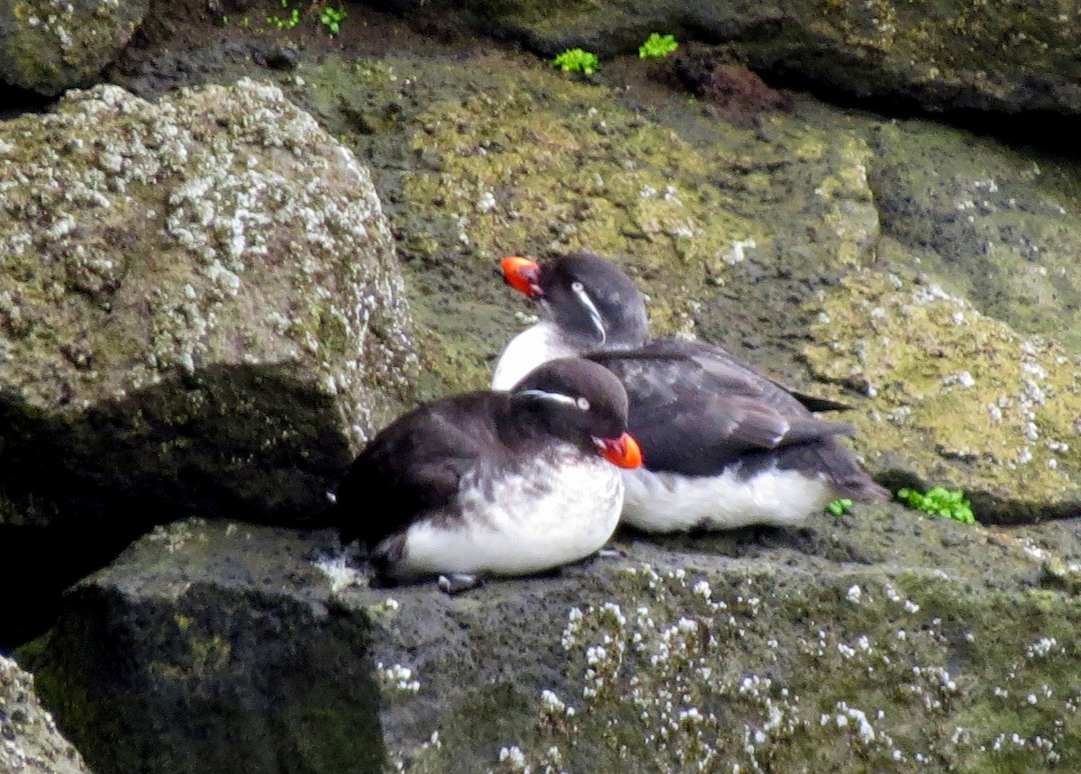 Parakeet Auklet - ML209887951