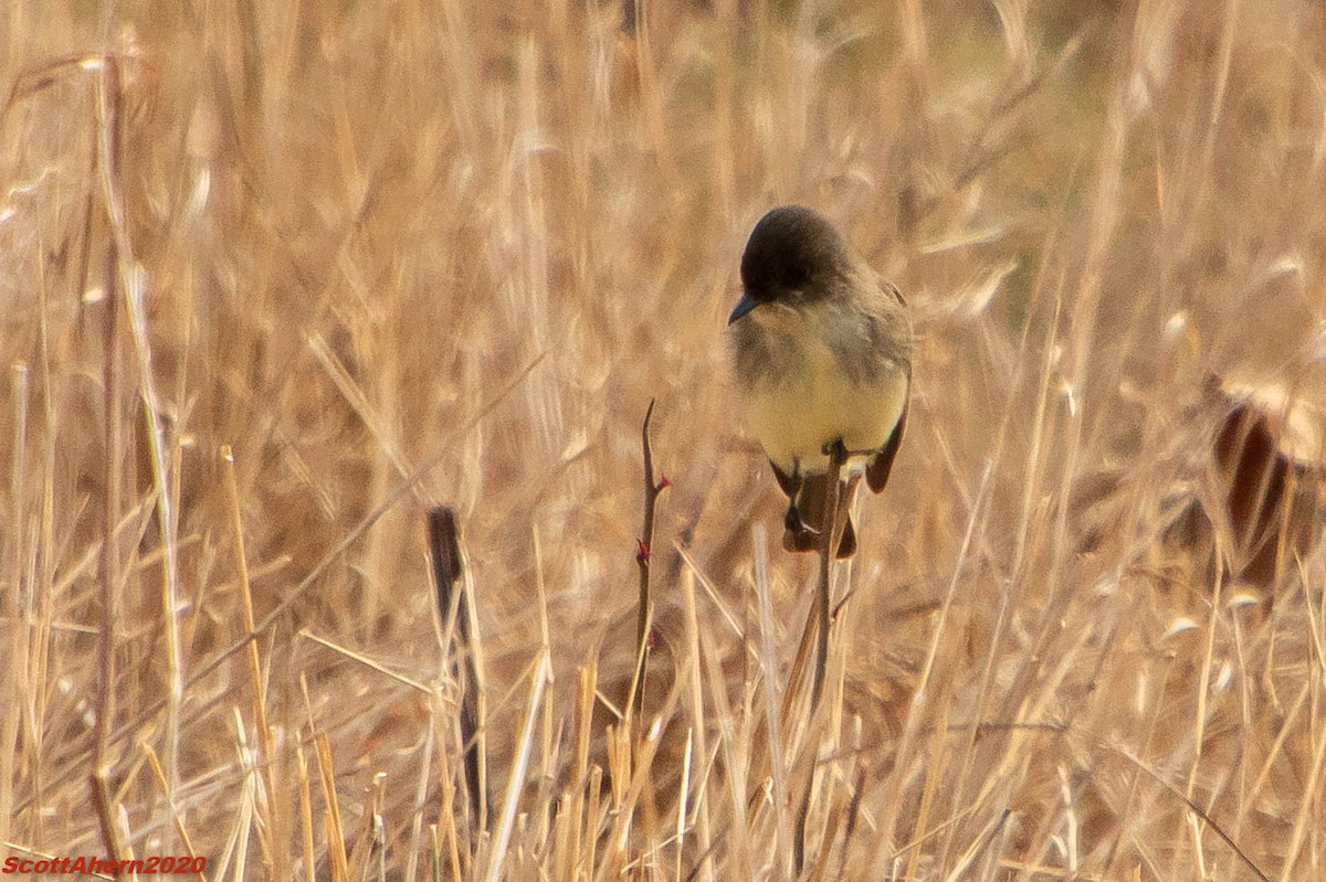 gråfibi - ML209889111