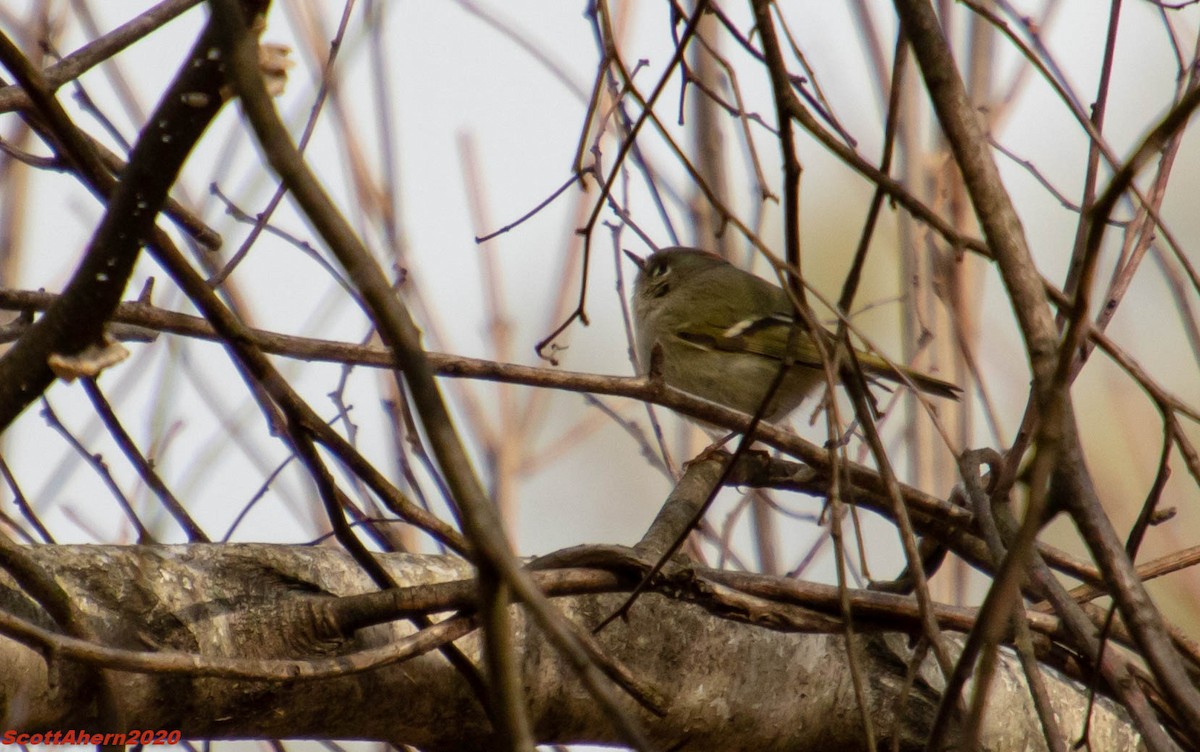 rubinfuglekonge - ML209889141