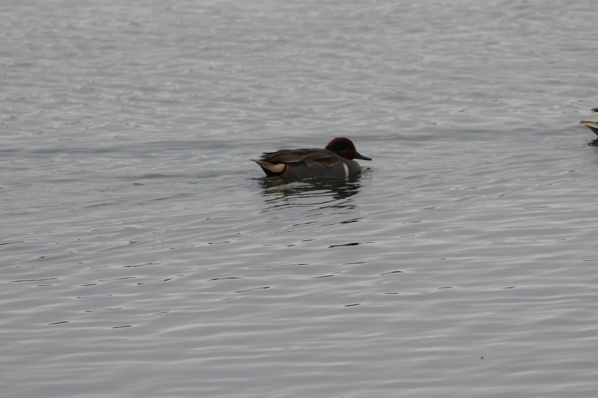 Green-winged Teal - Nancy Houlihan