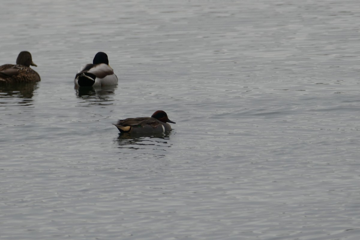 Canard colvert - ML209891381