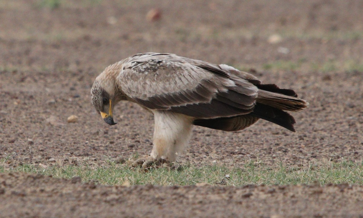 Tawny Eagle - ML209893051