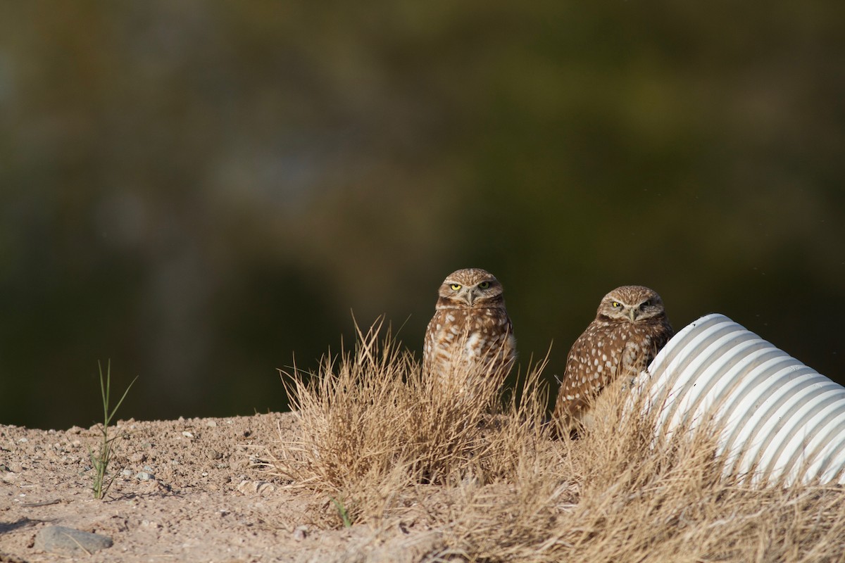 Burrowing Owl - Sarah Ngo