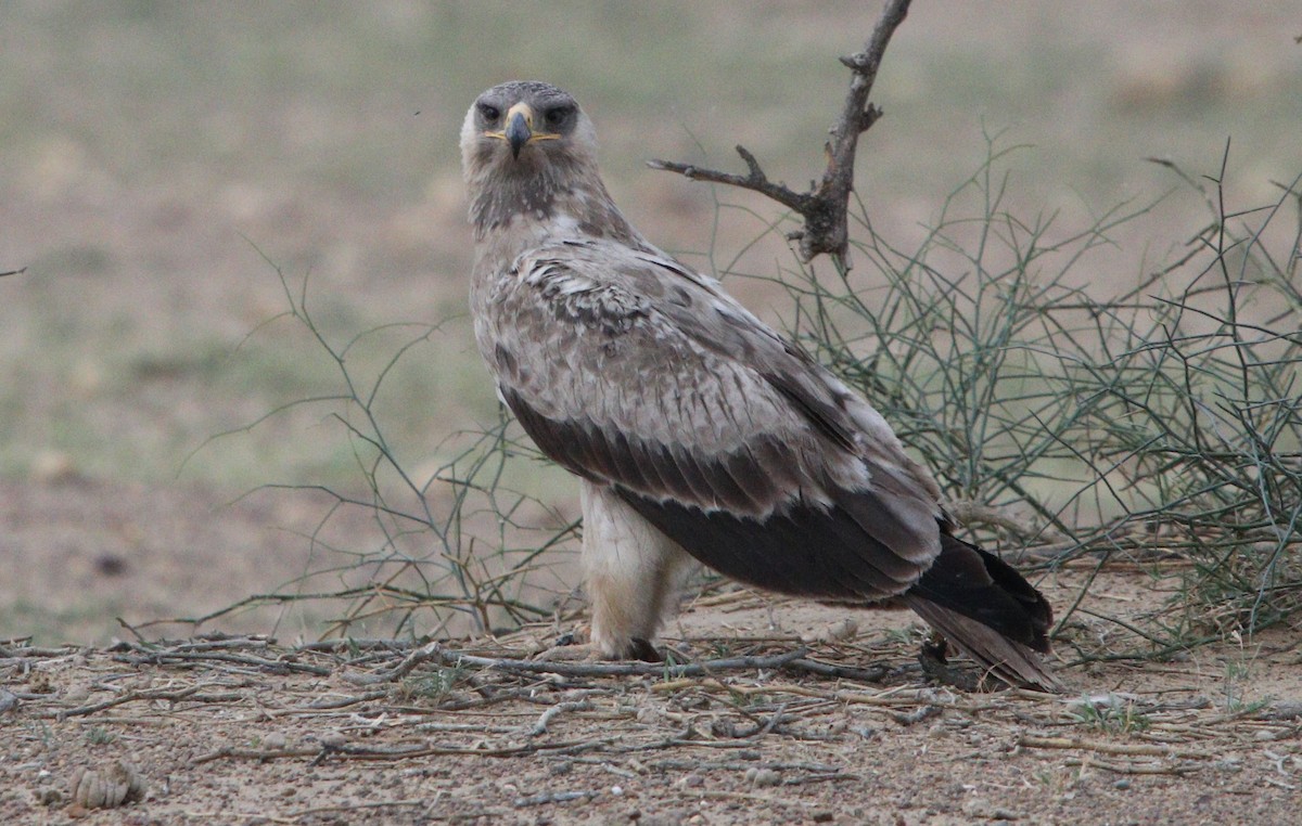 Tawny Eagle - Bhaarat Vyas