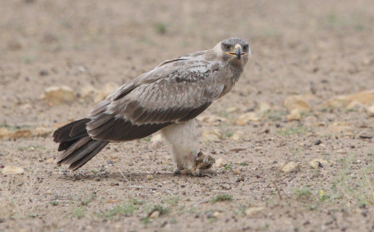 Tawny Eagle - Bhaarat Vyas