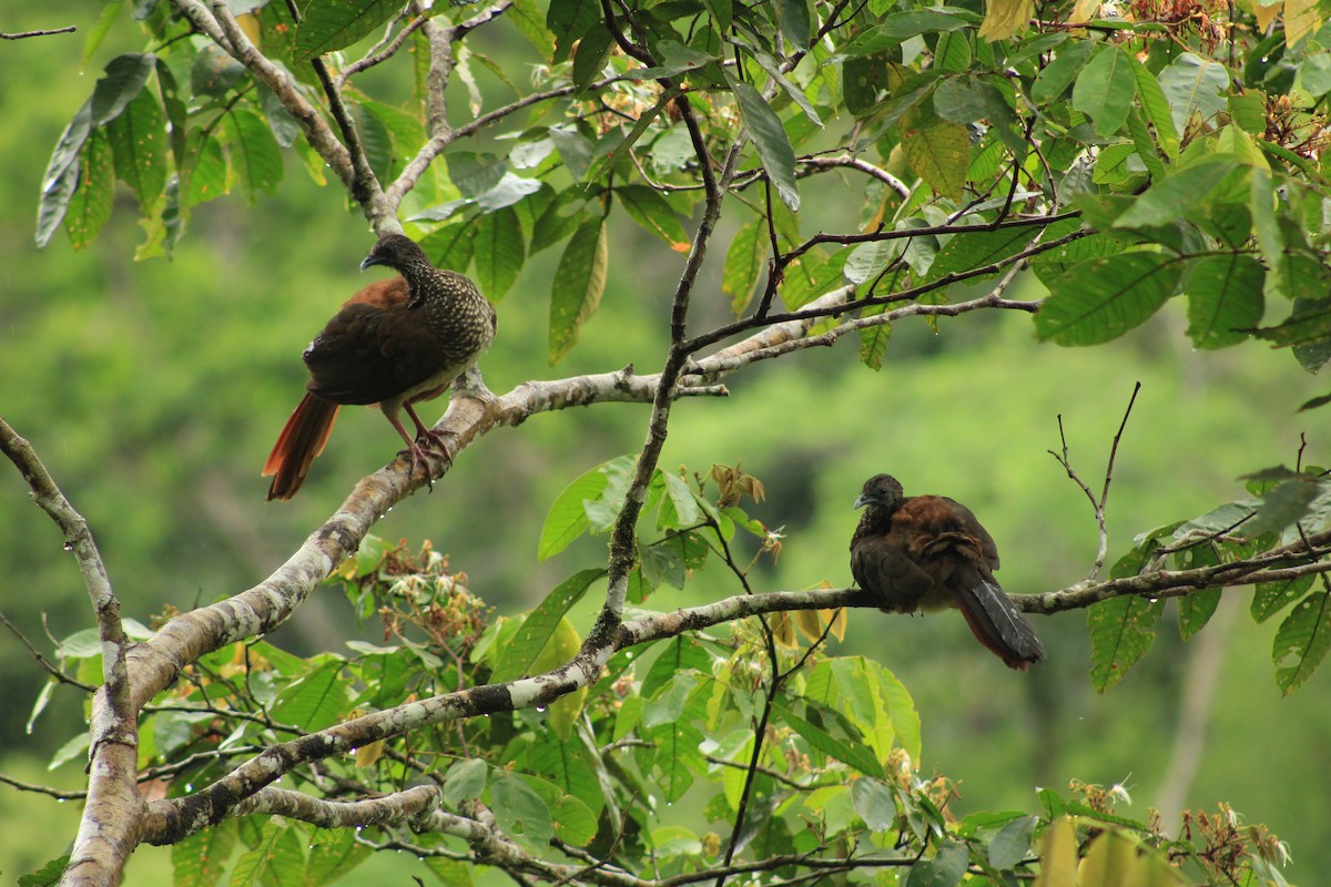 Speckled Chachalaca - Jesús M. Solano Rubio