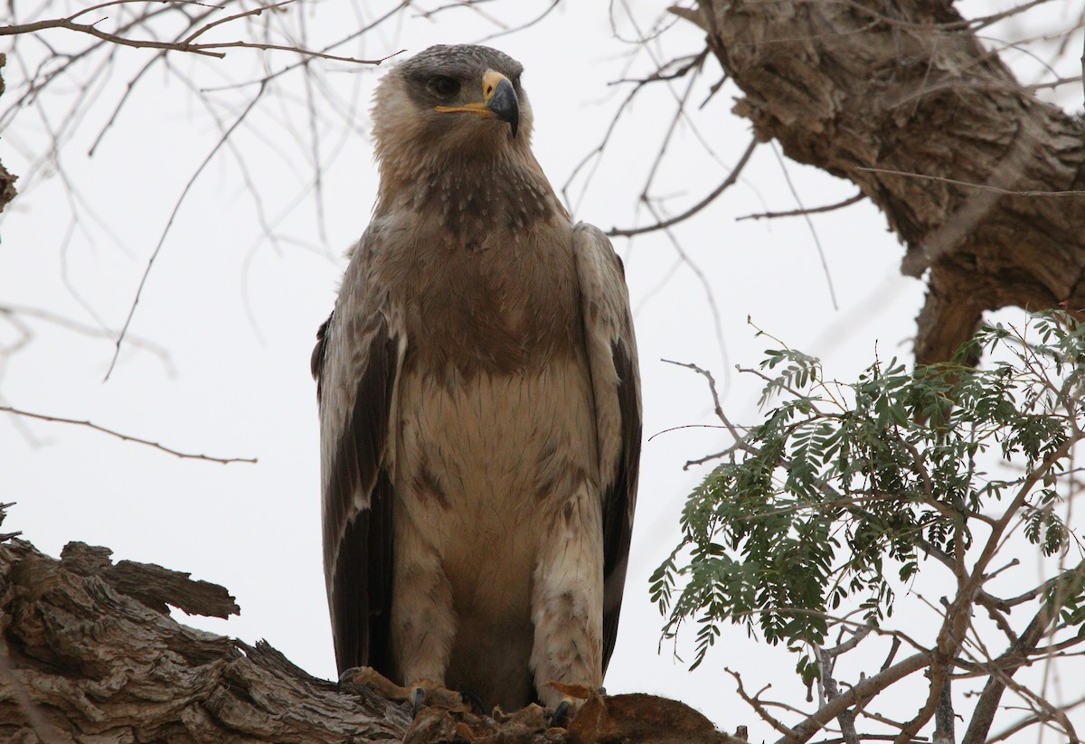 Tawny Eagle - ML209894171