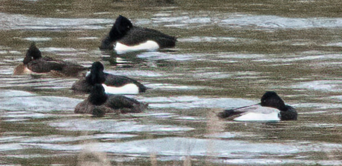 Lesser Scaup - ML209894341