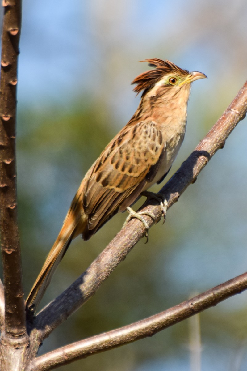 Striped Cuckoo - ML209895761