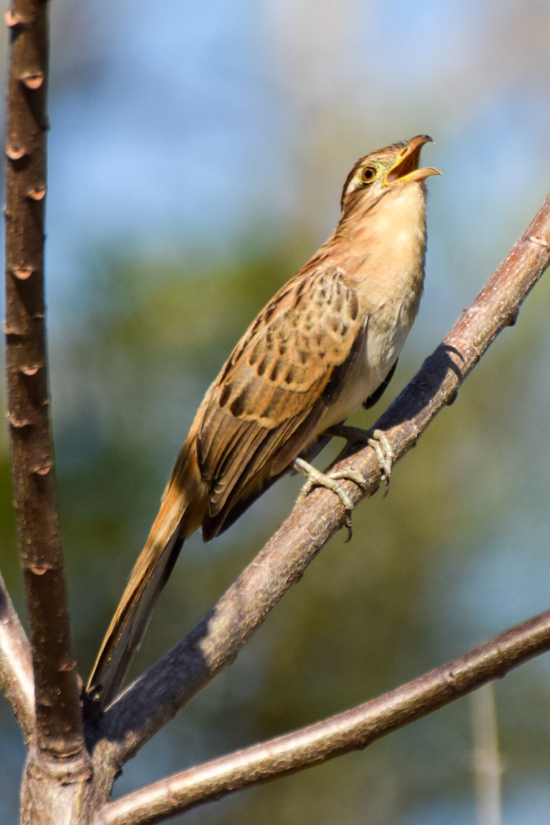 Striped Cuckoo - Alison Bentley