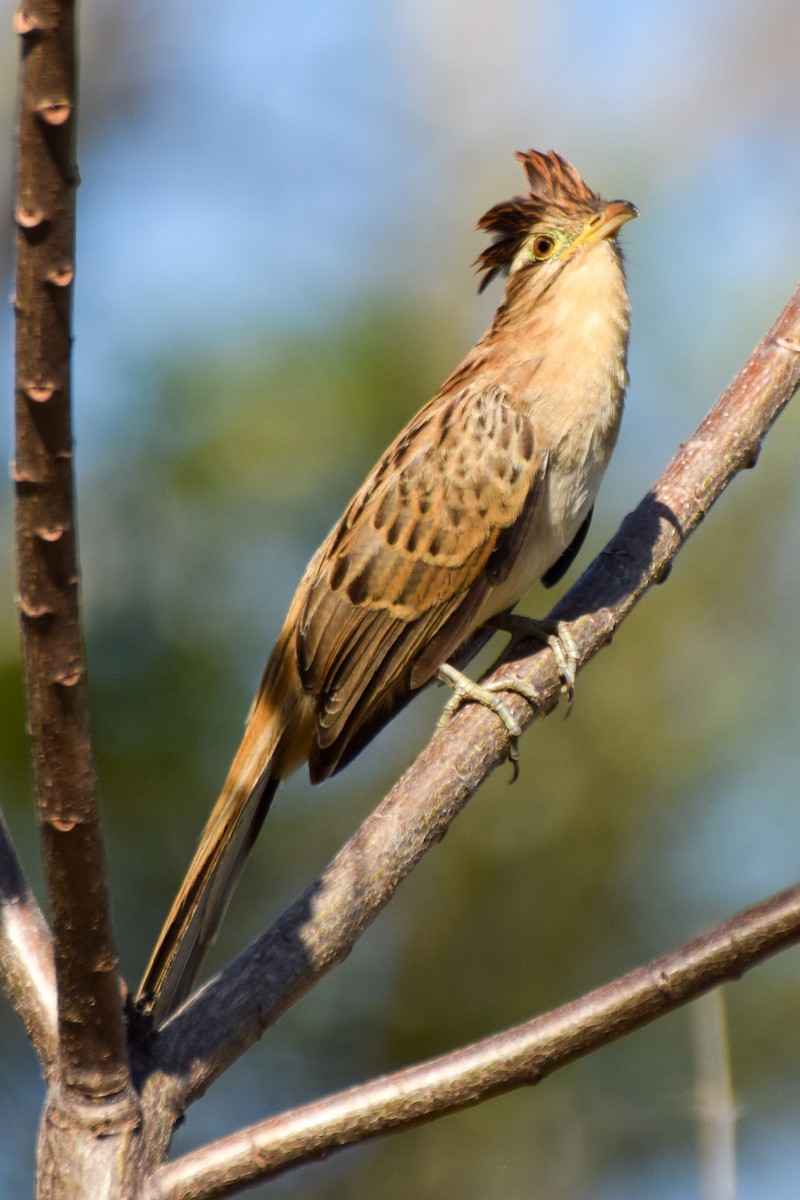 Striped Cuckoo - ML209895931