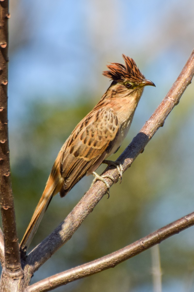 Striped Cuckoo - ML209896061