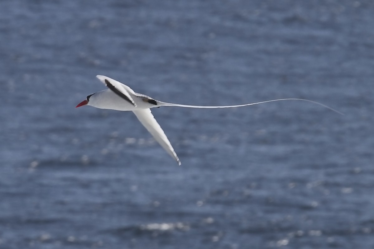 Red-billed Tropicbird - ML209897731