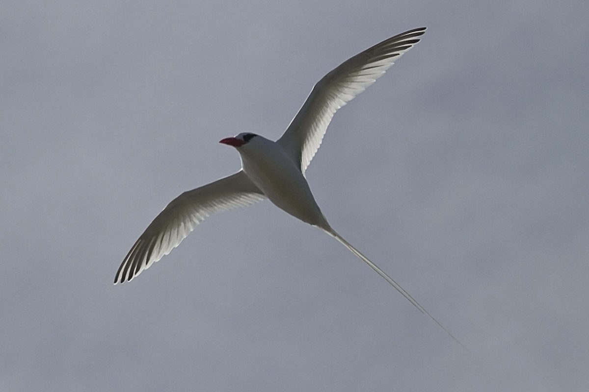 Red-billed Tropicbird - ML209897741