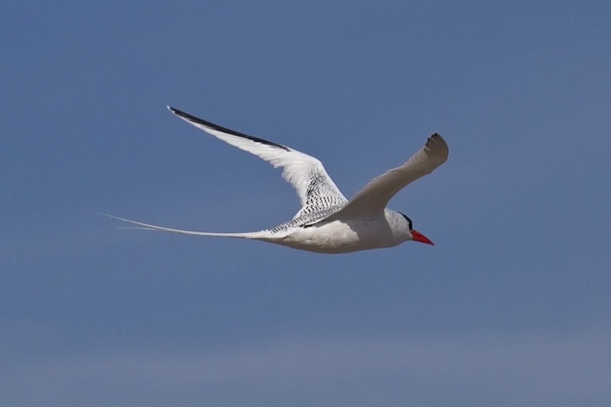 Red-billed Tropicbird - Simeon Dawes