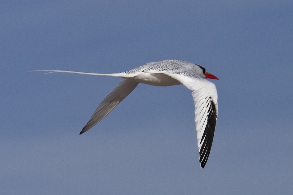 Red-billed Tropicbird - ML209897781