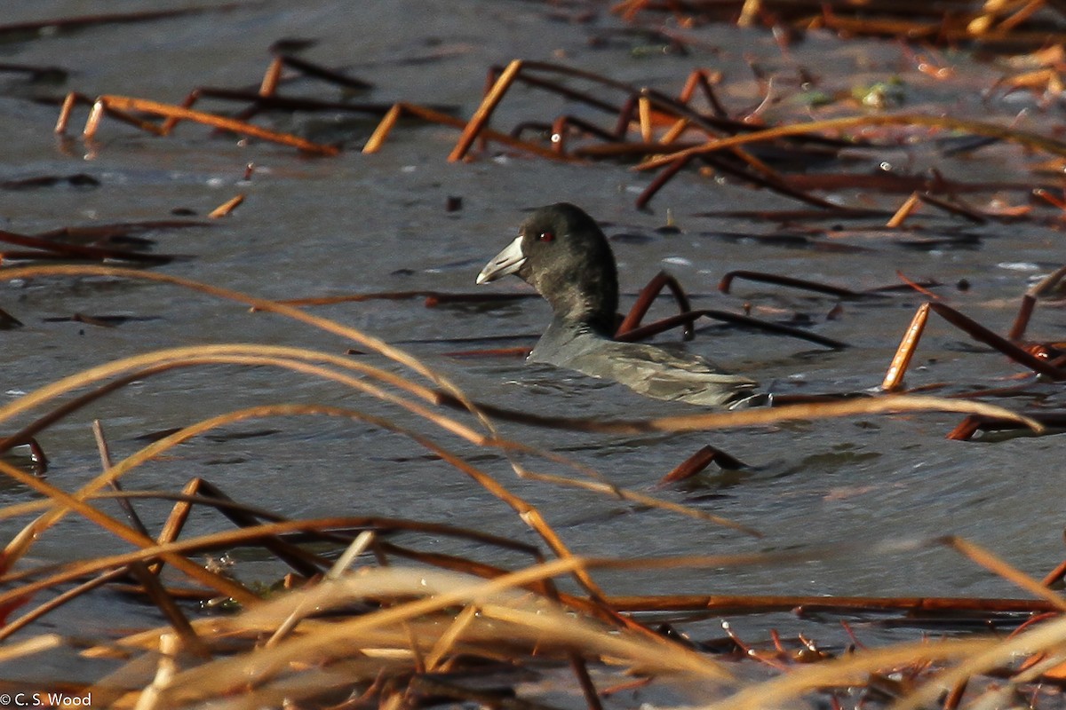 American Coot (Red-shielded) - ML20989781