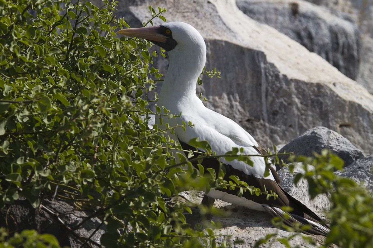 Nazca Booby - ML209897911