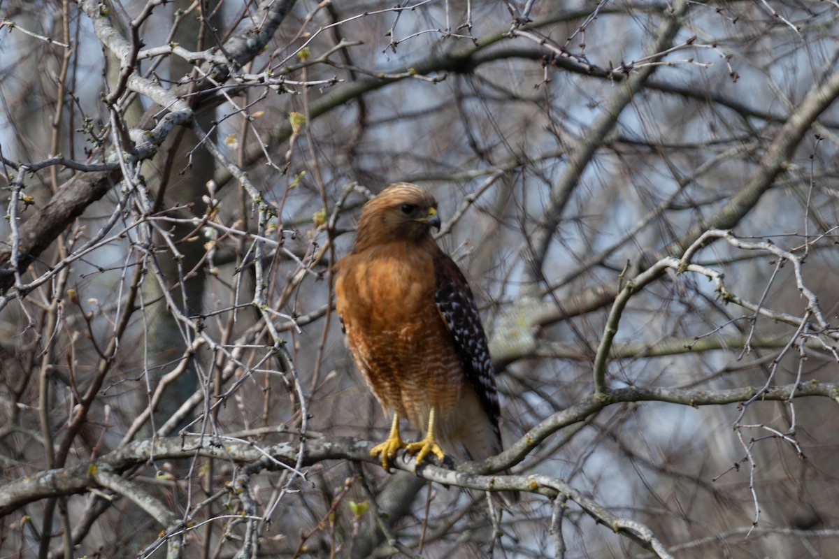 Red-shouldered Hawk - ML209897981