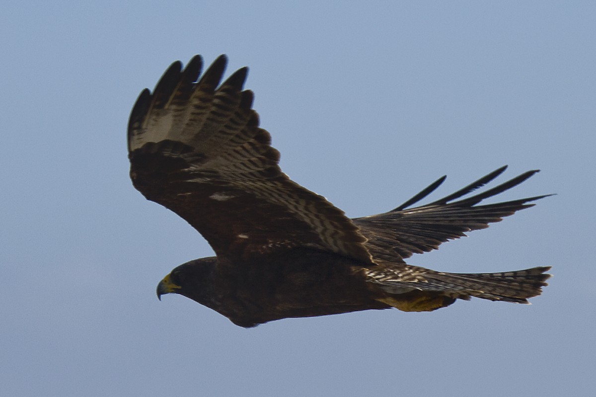 Galapagos Hawk - ML209898171