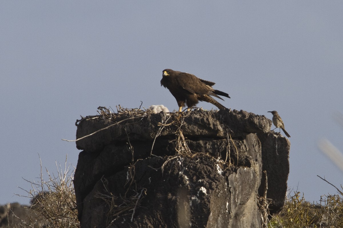 Galápagosbussard - ML209898181