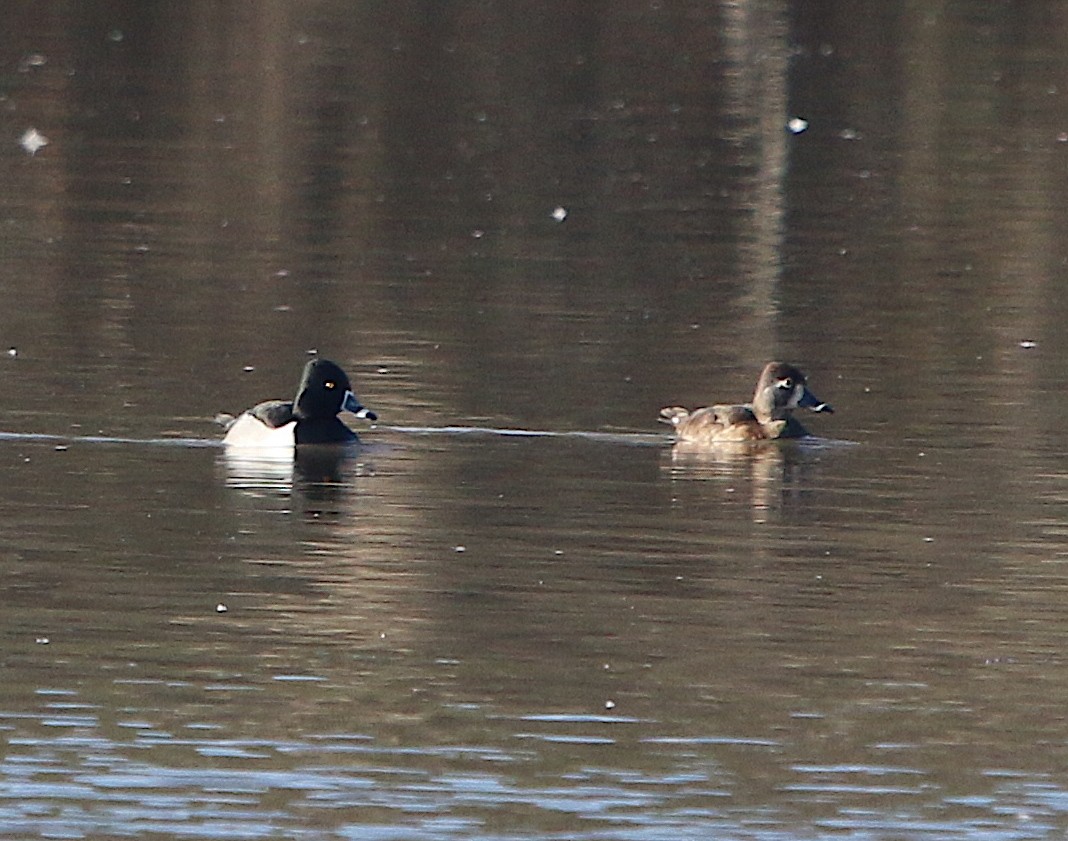 Ring-necked Duck - ML209899911