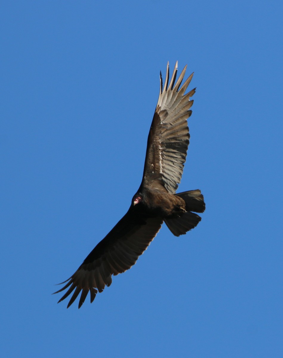 Turkey Vulture - ML209899971