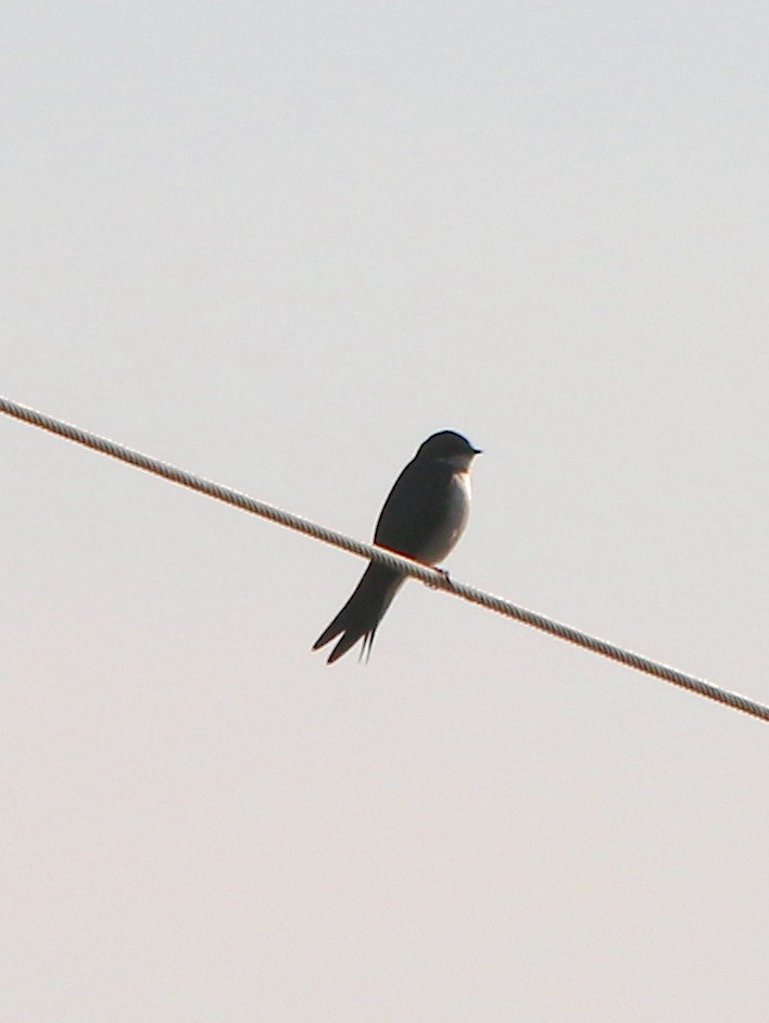 Tree Swallow - ML209900071