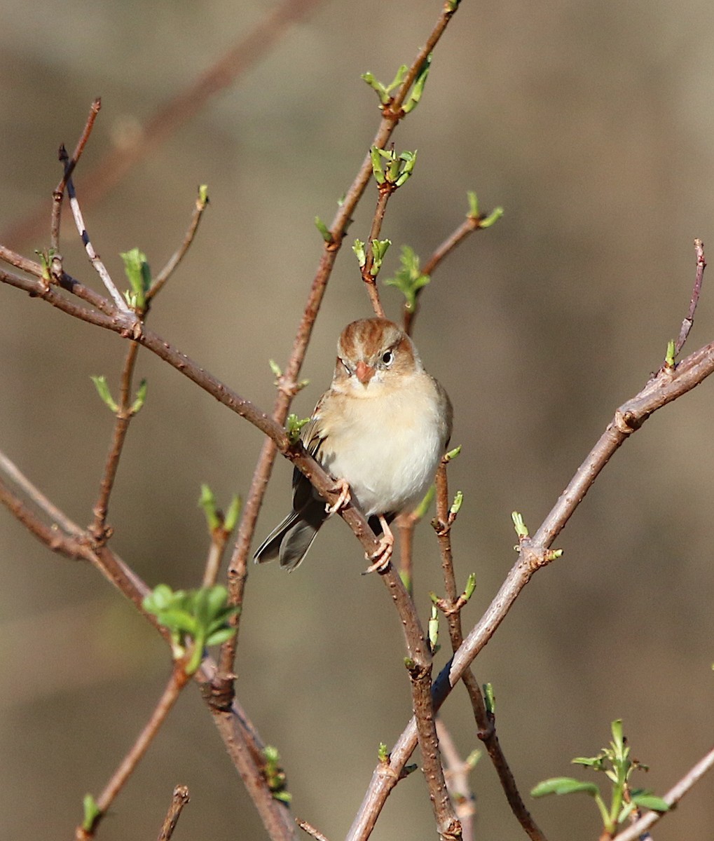 Field Sparrow - ML209900111
