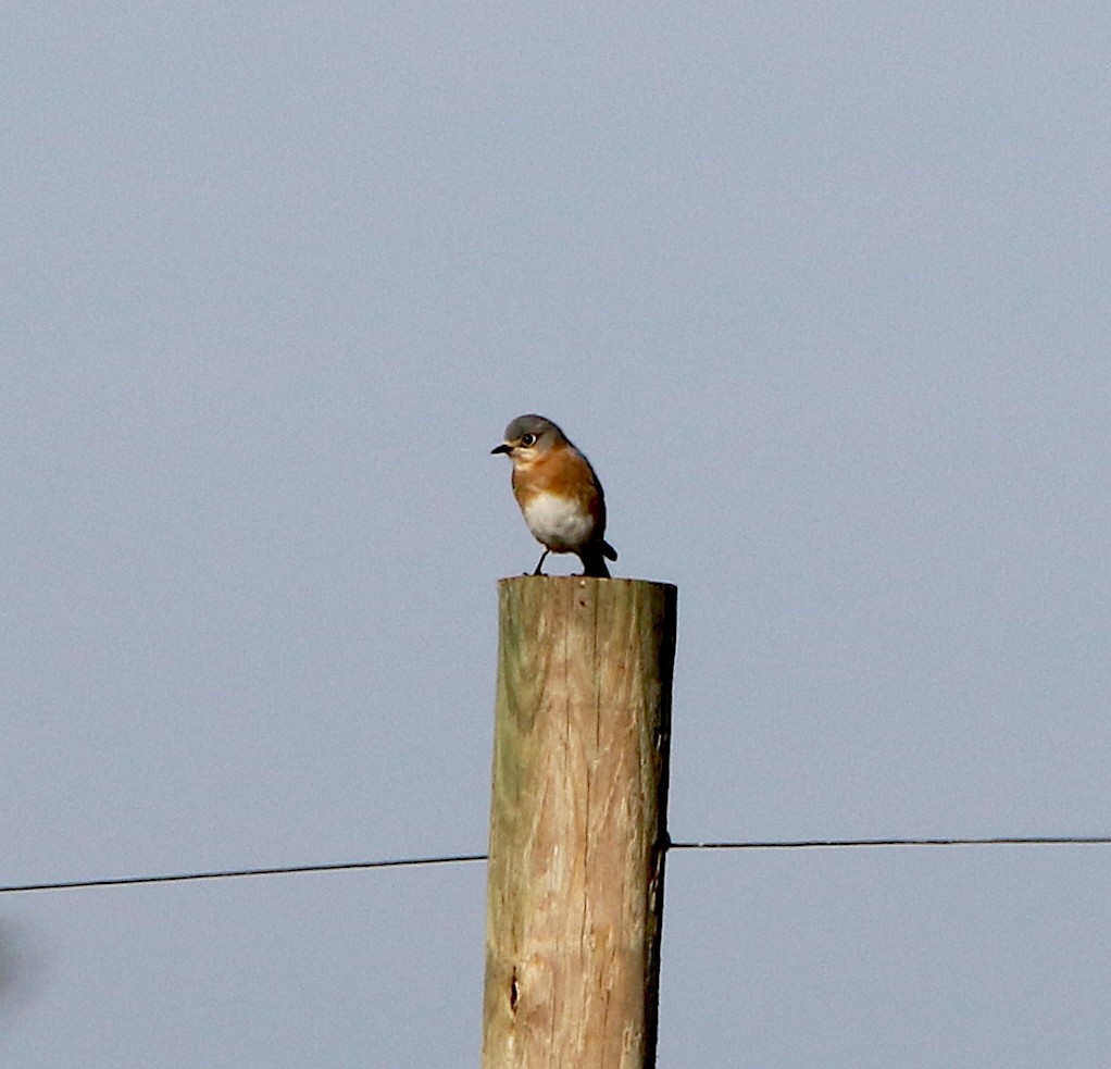 Eastern Bluebird - ML209900341