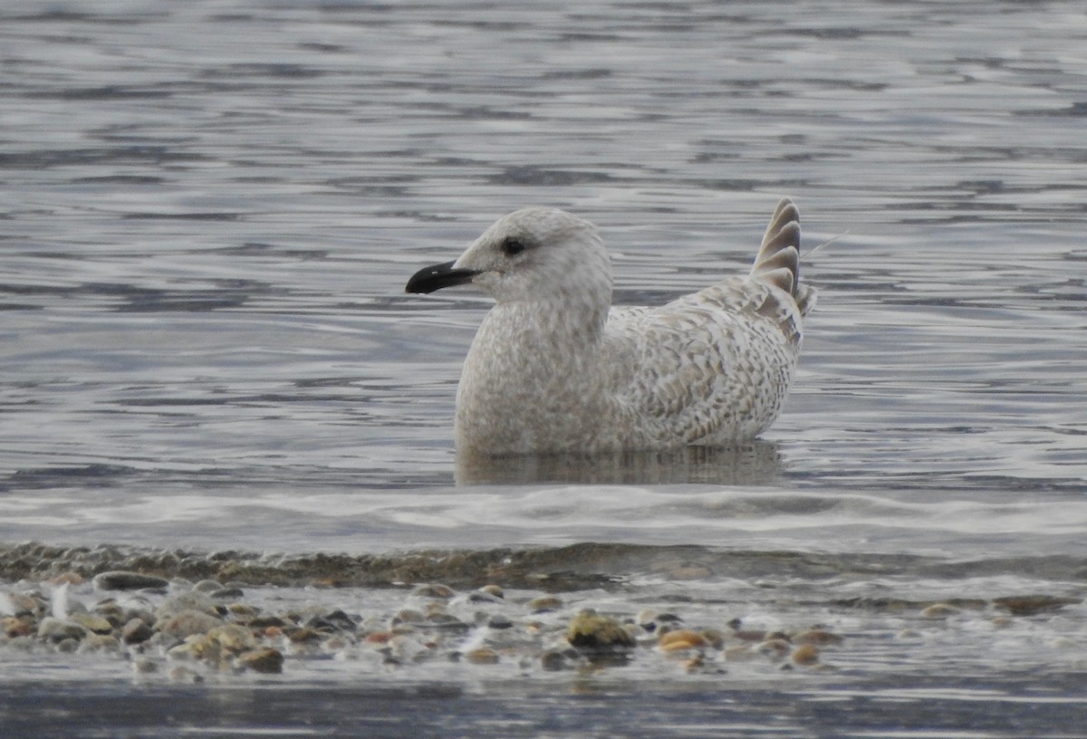 Iceland Gull (Thayer's) - Kalin Ocaña