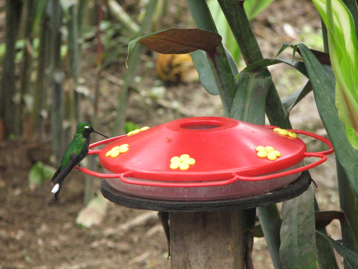 kolibřík skvrnoocasý - ML209901351