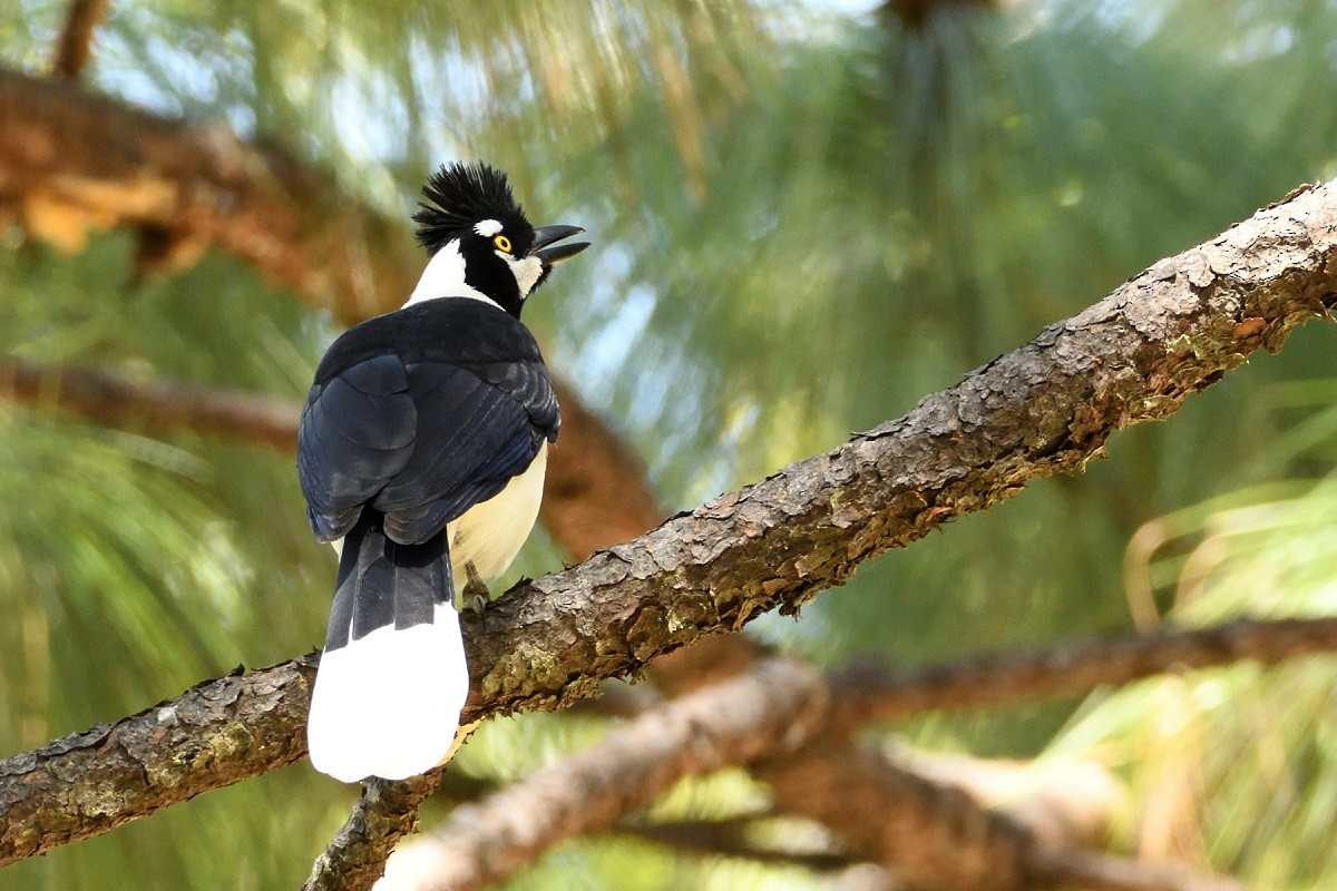 Tufted Jay - ML209902081