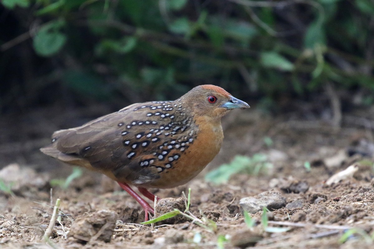 Ocellated Crake - Daniel Branch