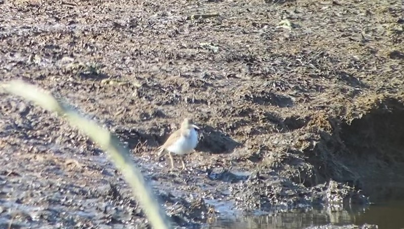 Spotted Sandpiper - ML209903701