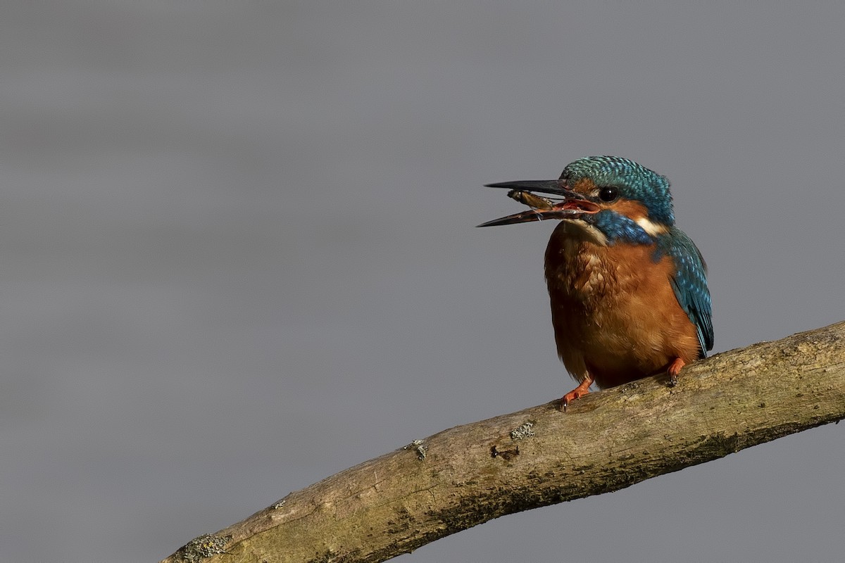 Common Kingfisher - ML209904961