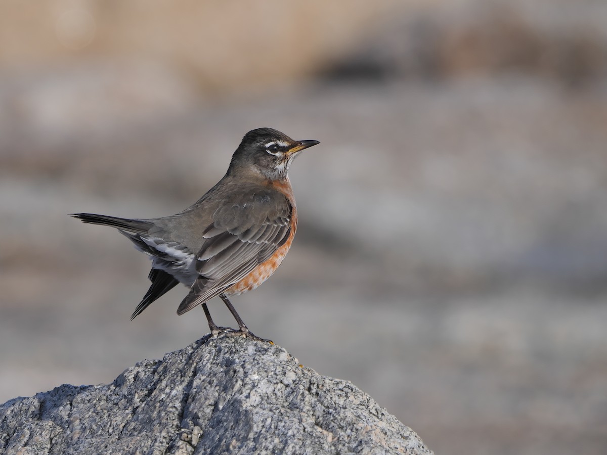 American Robin - Rob Edsall