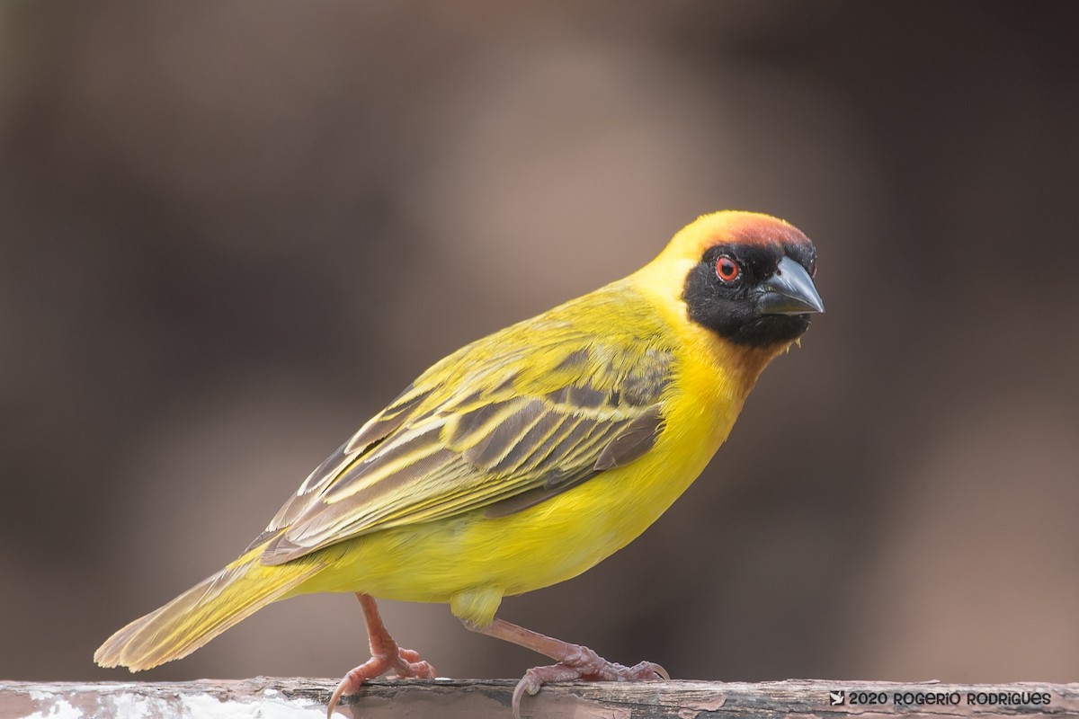 Vitelline Masked-Weaver - Rogério Rodrigues