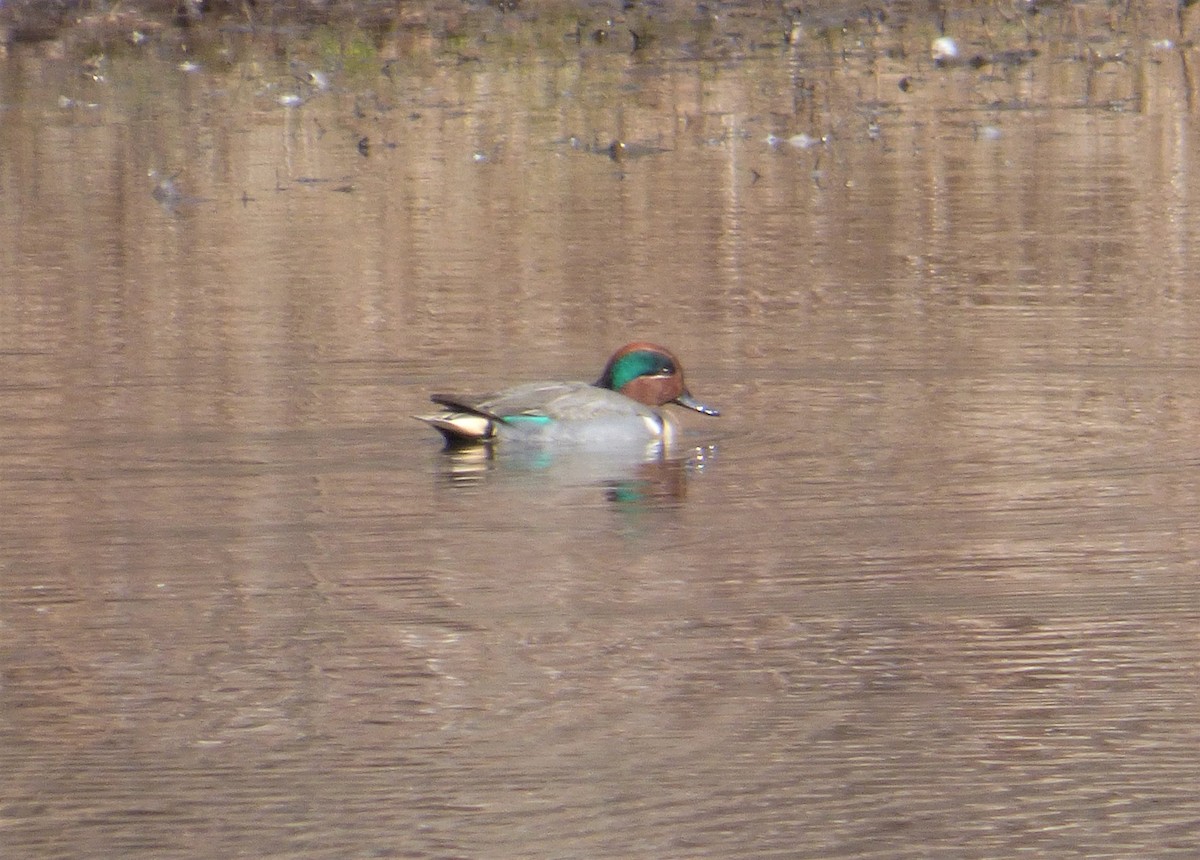 Green-winged Teal - Evan Coates