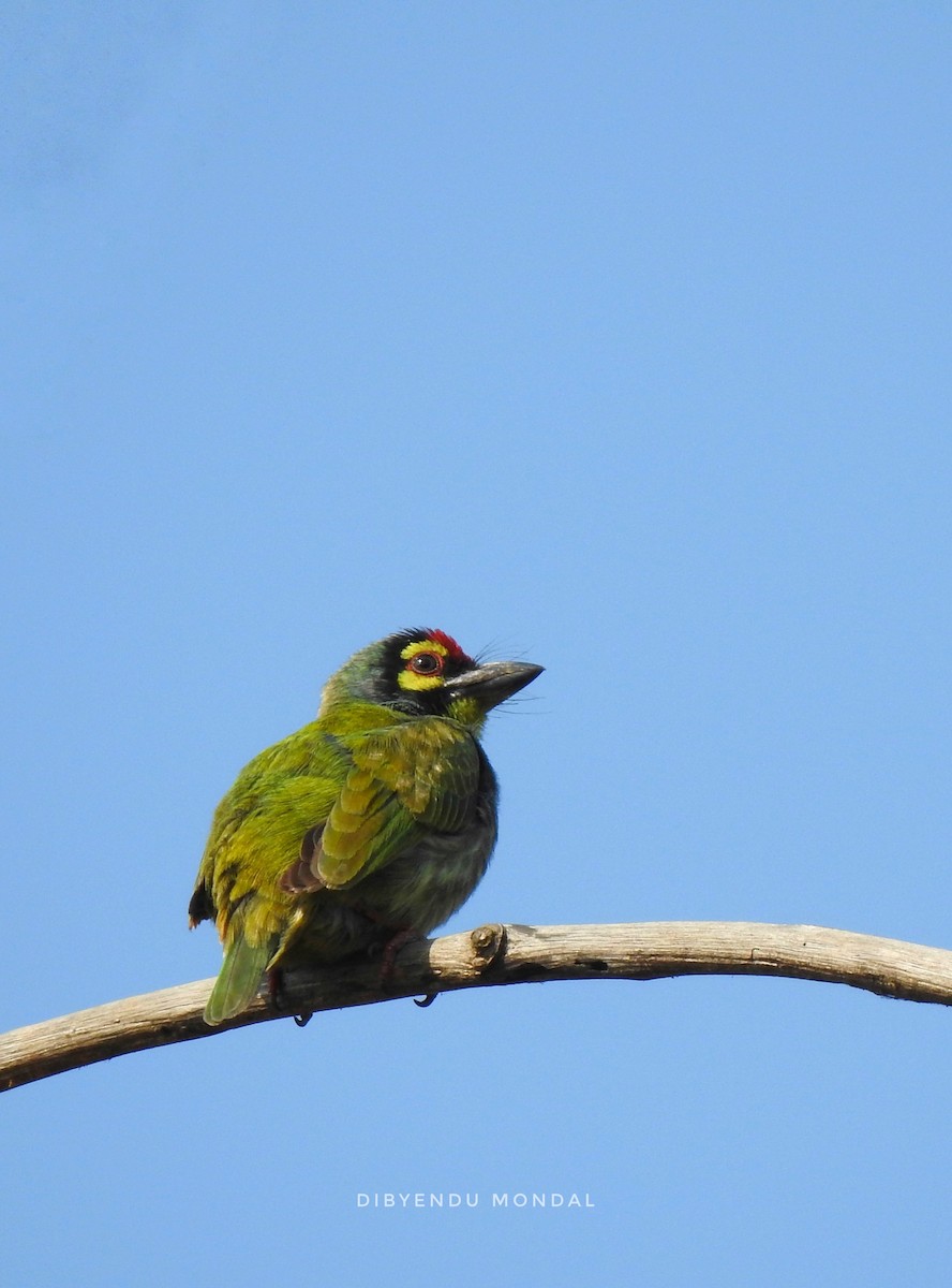 Coppersmith Barbet - ML209909861