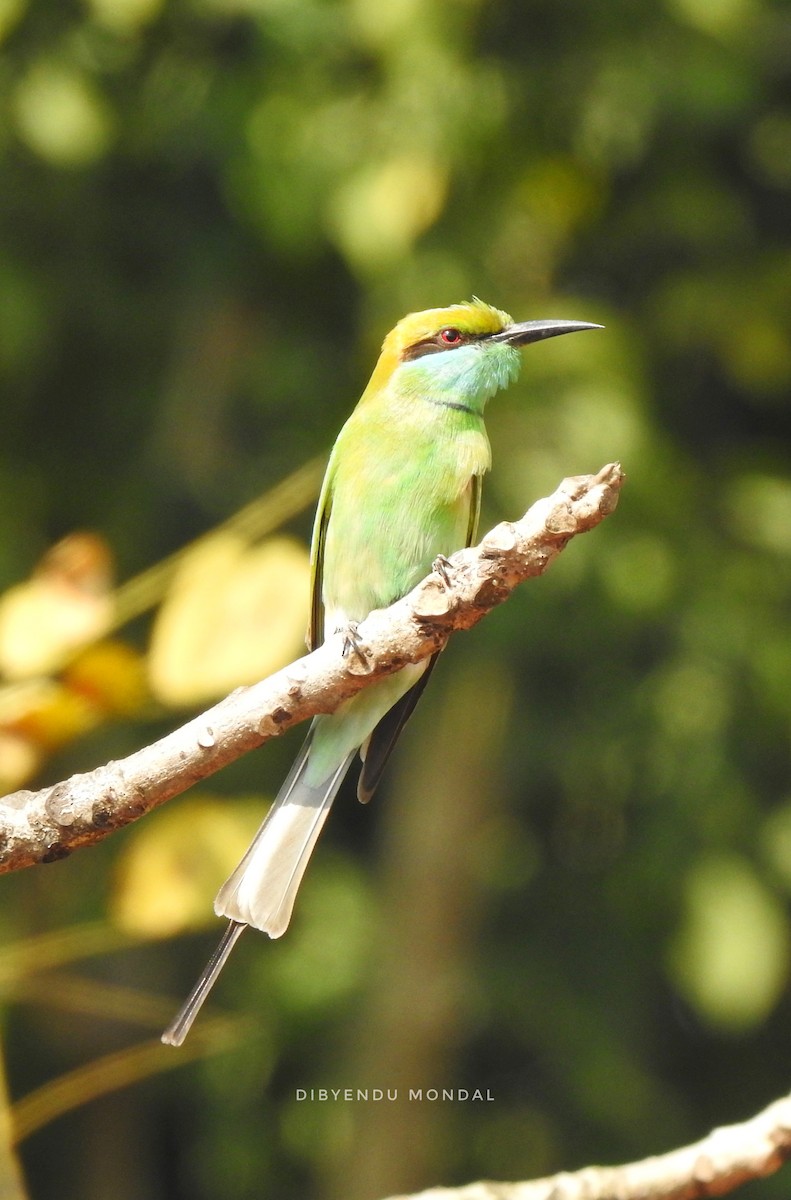 Asian Green Bee-eater - ML209909941