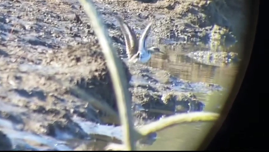 Spotted Sandpiper - ML209911031